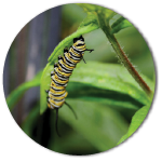 Monarch Butterfly as a worm