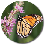 Monarch butterfly on flower